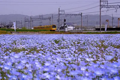 三岐鉄道北勢線大泉駅のネモフィラ（5）