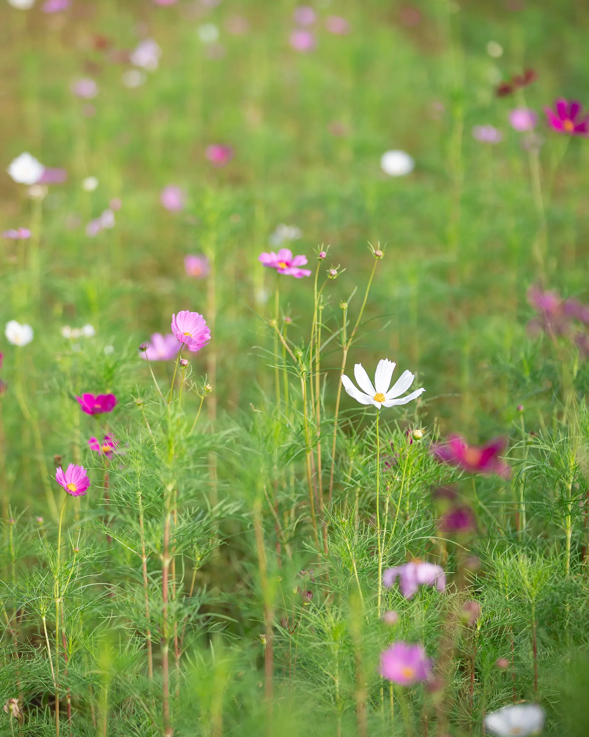 東員町のコスモス①