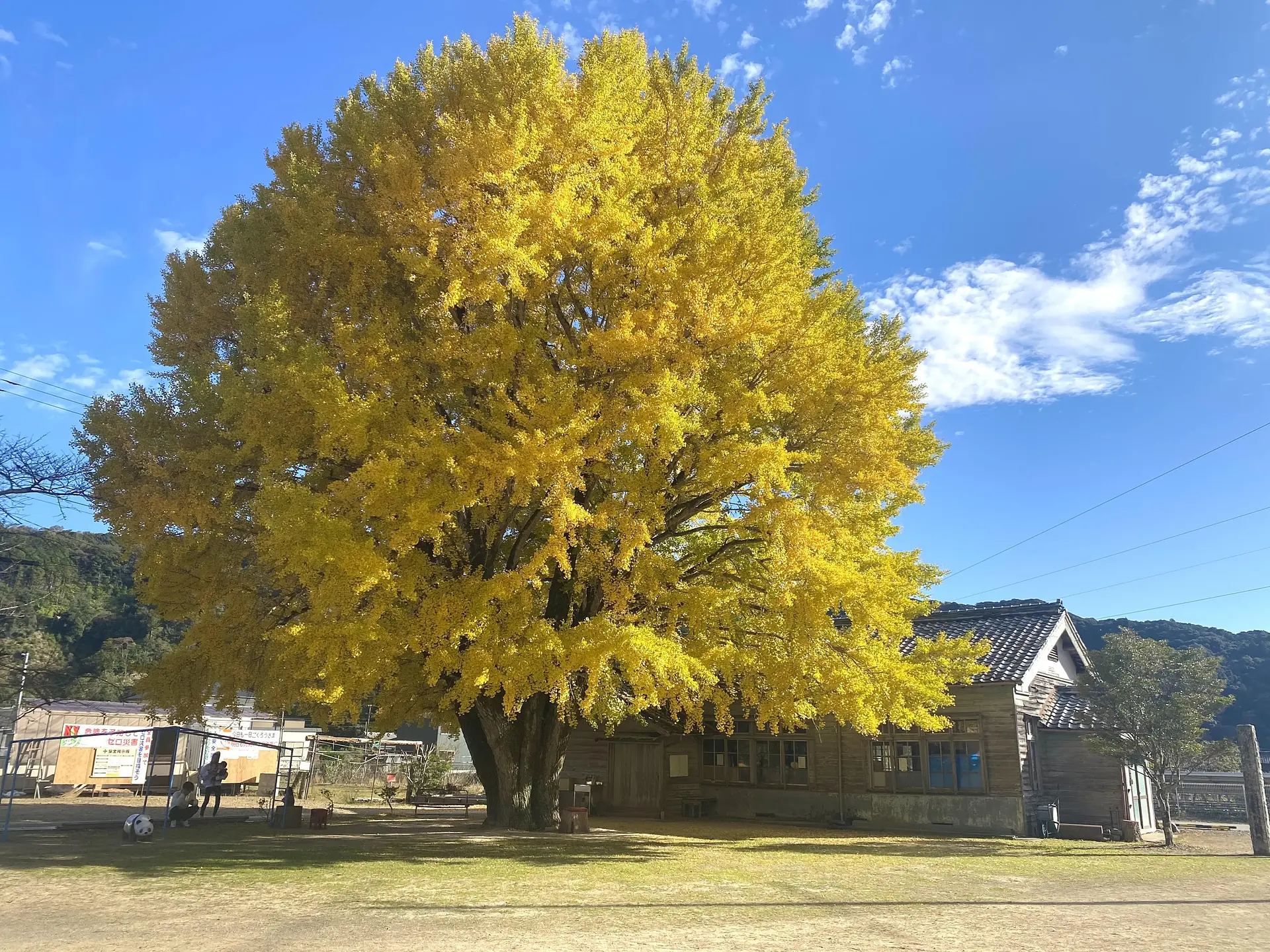 河内の大イチョウ