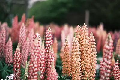 なばなの里のルピナス