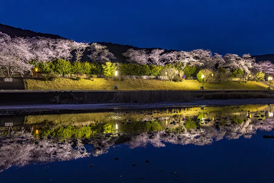 五十鈴川桜まつり