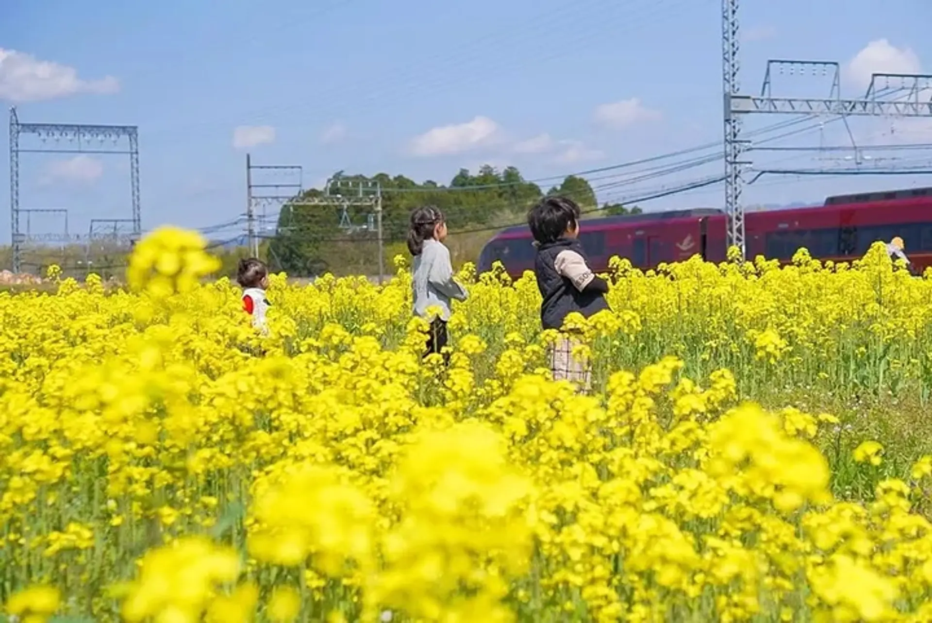 三重県の菜の花の名所特集 2026年版