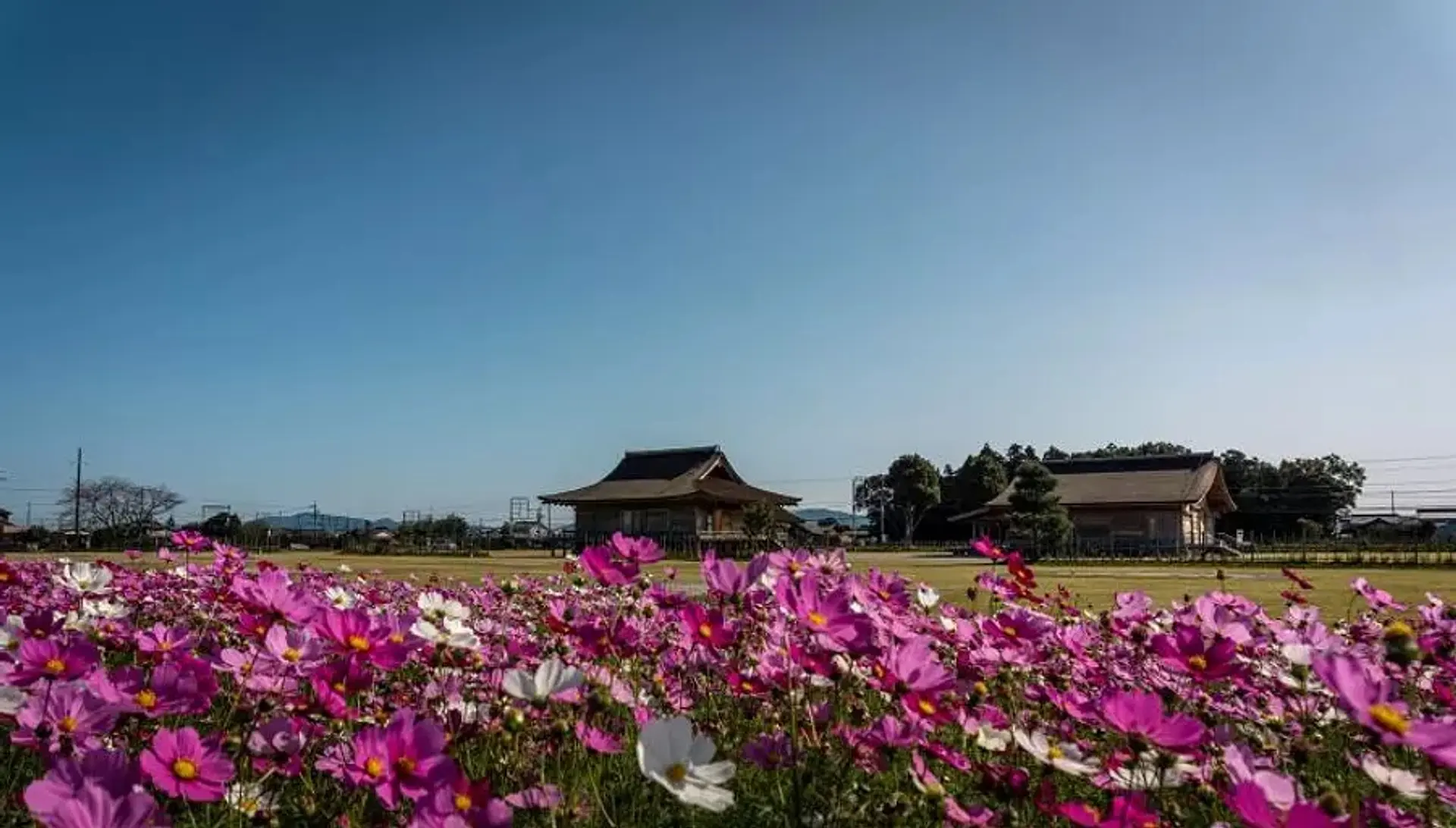 斎宮のコスモス 