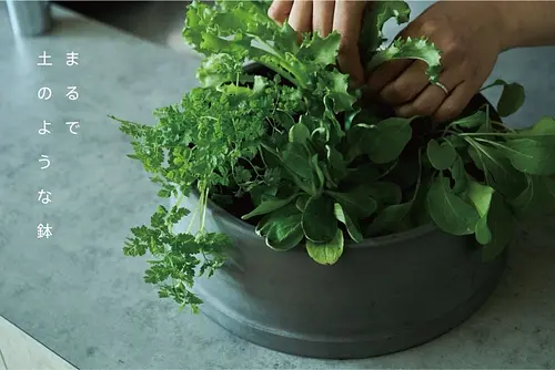 【植物の日】お家にちいさな薬草園をつくる会