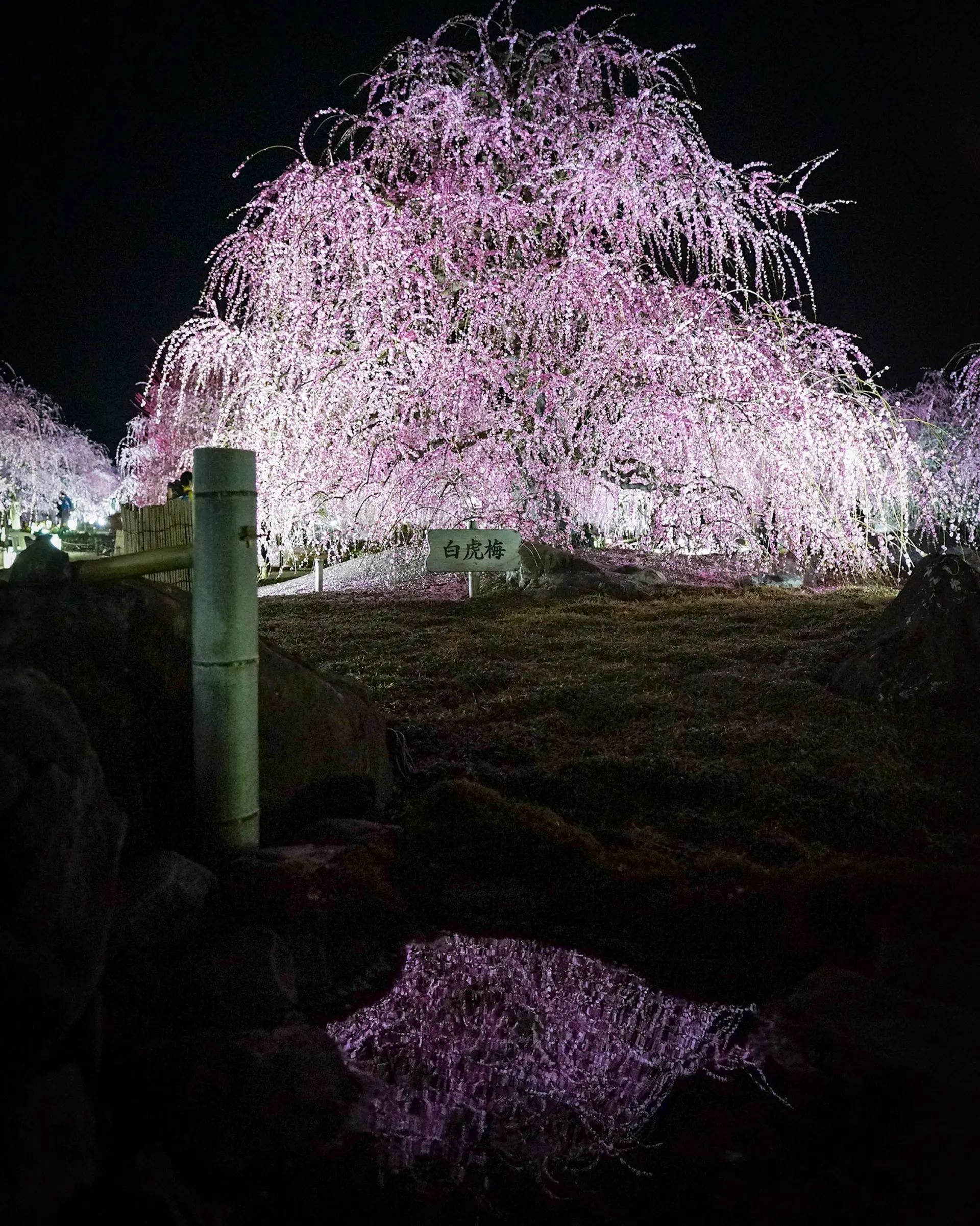 ライトアップのリフレクション