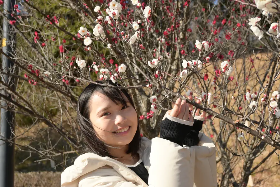 Plum blossoms that can be enjoyed for a long time and have a pleasant aroma.