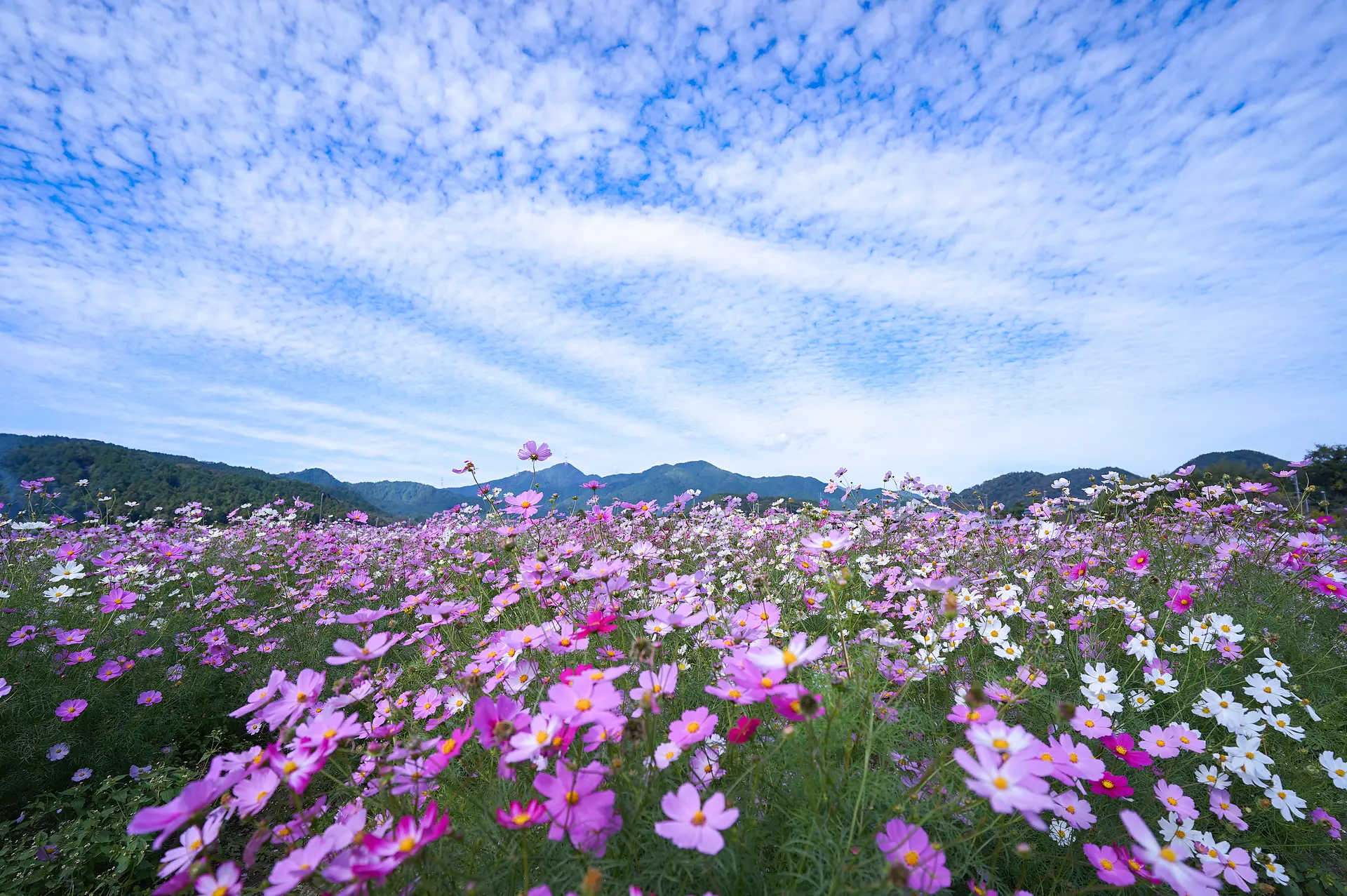 関駅コスモス畑