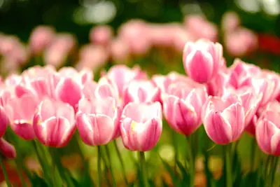 なばなの里のチューリップ（1）