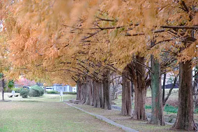 石垣池公園のメタセコイア紅葉（2）
