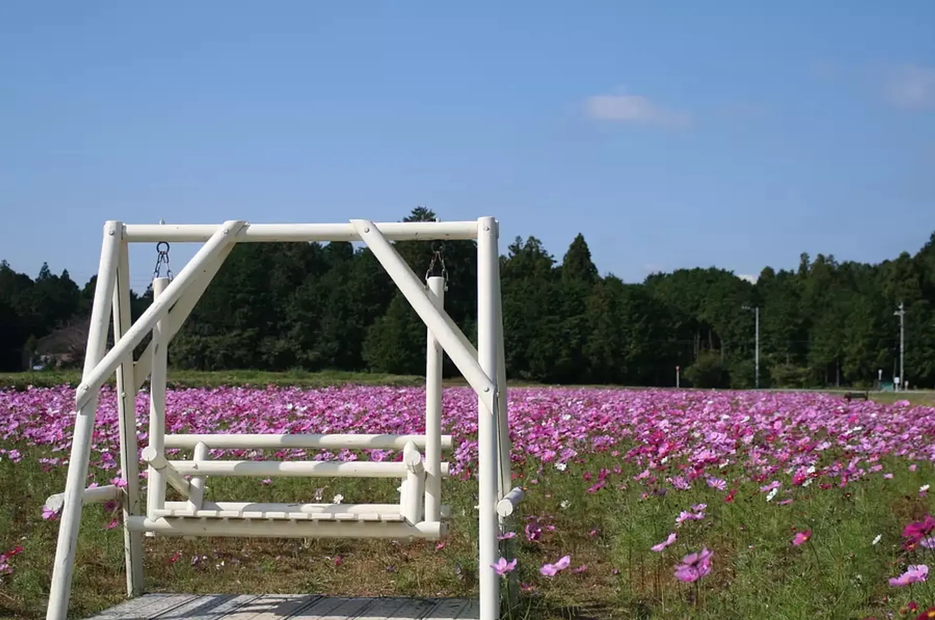 アスピア玉城 アグリのコスモス畑