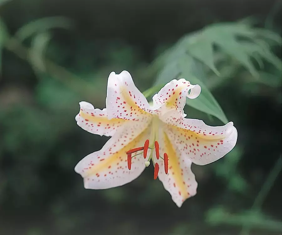Special feature on famous lily spots in Mie Prefecture