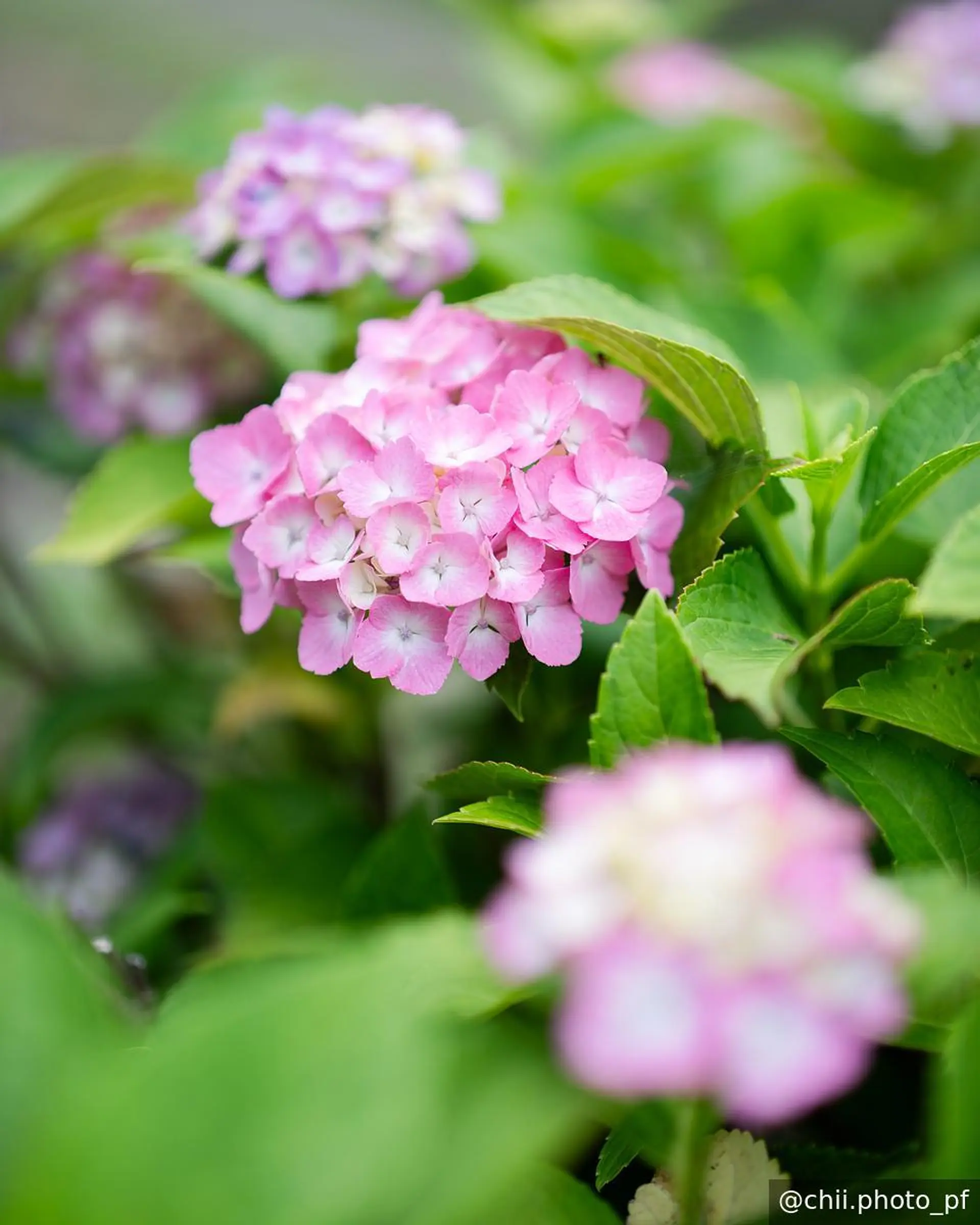 紫陽花