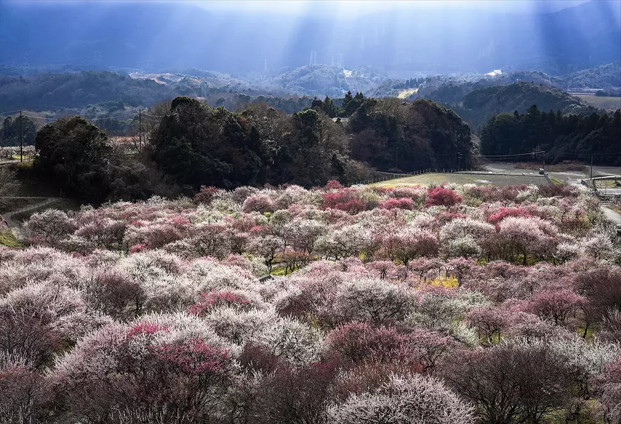 Light shines on the plum grove