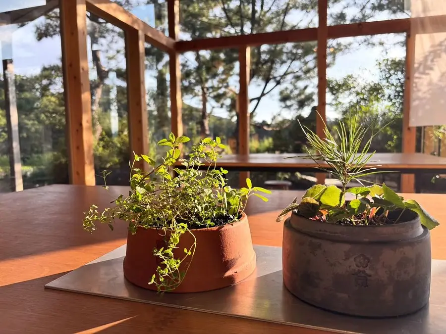 【植物の日】お家にちいさな薬草園をつくる会