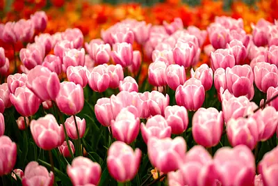 なばなの里のチューリップ（2）