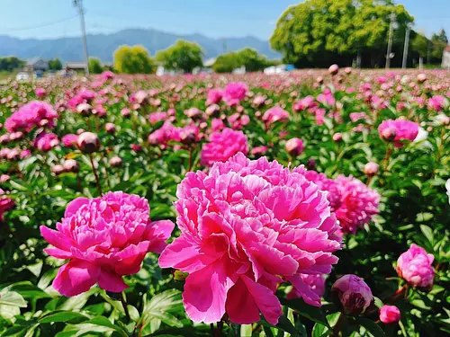 Suzuka Peony Festival 2024