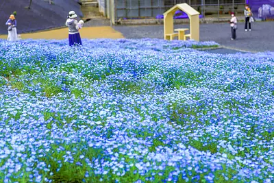 志摩市観光農園のネモフィラが4月8日に開園！2023年は芝桜やコキアも楽しめます♪
