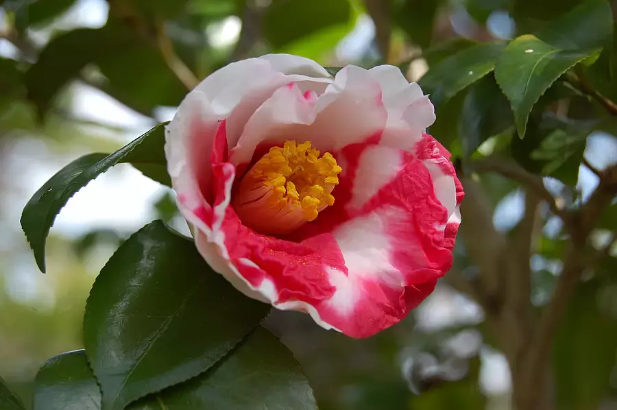 Special feature on famous spots for camellias and sasanqua flowers in Mie Prefecture! We will introduce famous spots where you can enjoy camellia (camellia) and sasanqua (sasanqua) flowers from late autumn to spring.