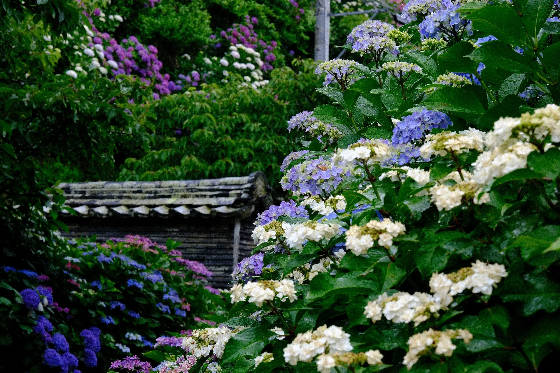大慈寺あじさい