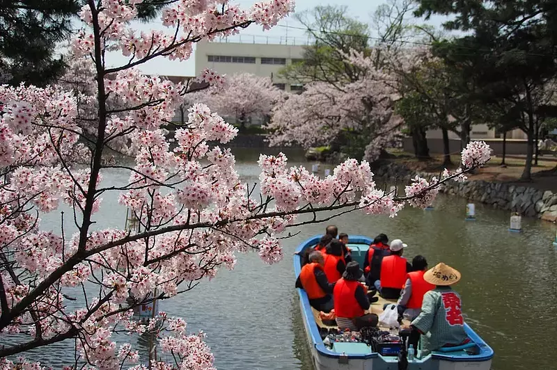 Cherry blossoms at KyukaPark