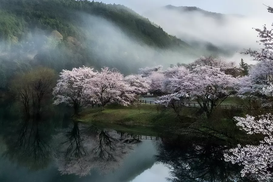 구름을 감싸는 벚꽃