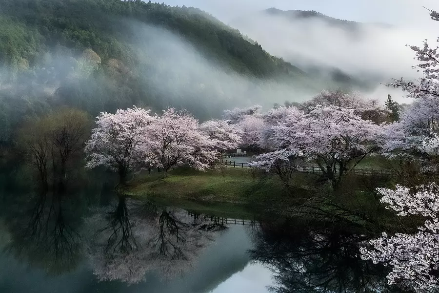 纏雲的櫻花