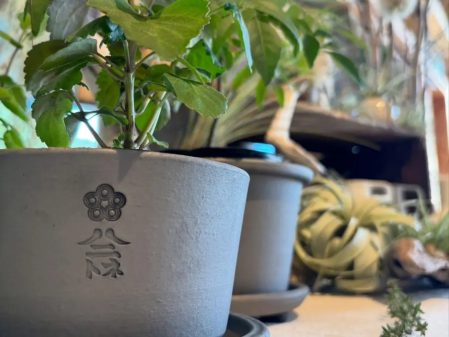 【植物の日】お家にちいさな薬草園をつくる会