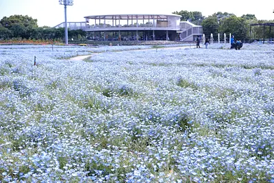 なばなの里のネモフィラ（1）