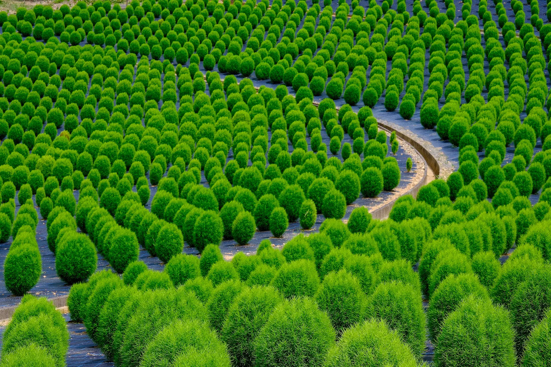 志摩市観光農園コキア