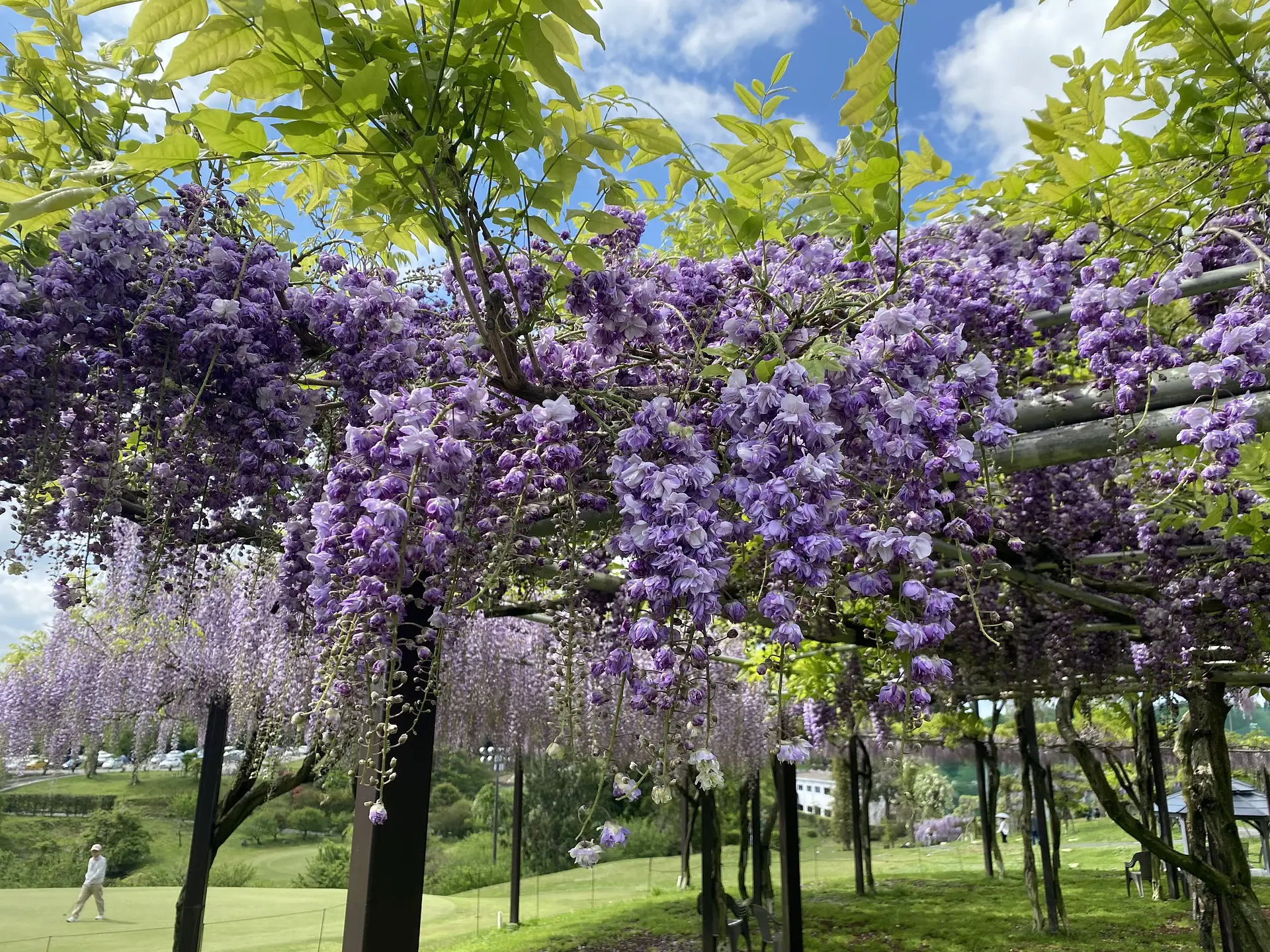 かざはやの里の藤（榊原撮影）