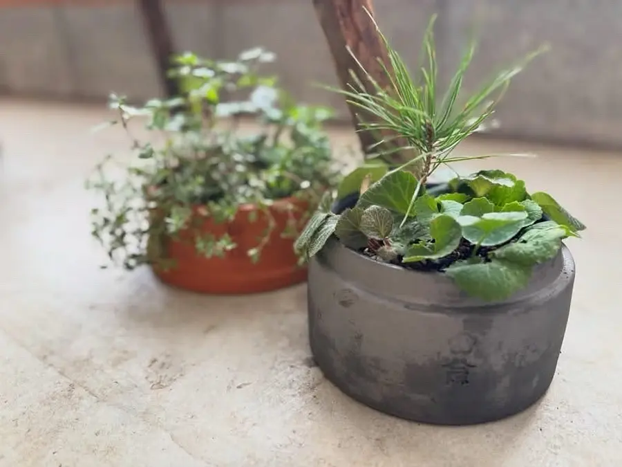 【植物の日】お家にちいさな薬草園をつくる会