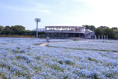 なばなの里のネモフィラ（2）