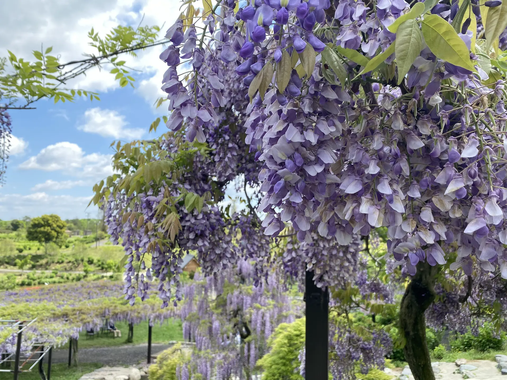 かざはやの里の藤（榊原撮影）