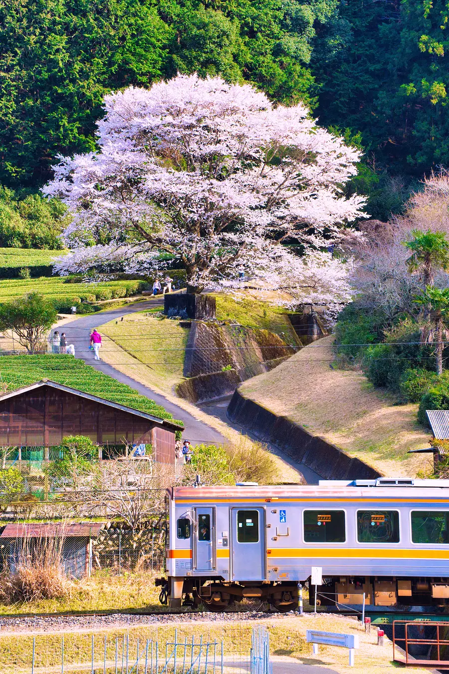 美杉町竹原的春天