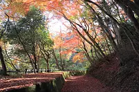 岩倉峡公園の紅葉1