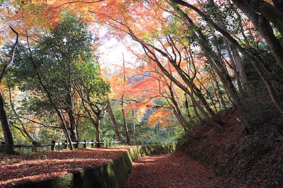 岩倉峡公園の紅葉1