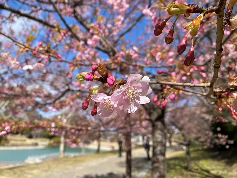 Parque del Sol Kameyama