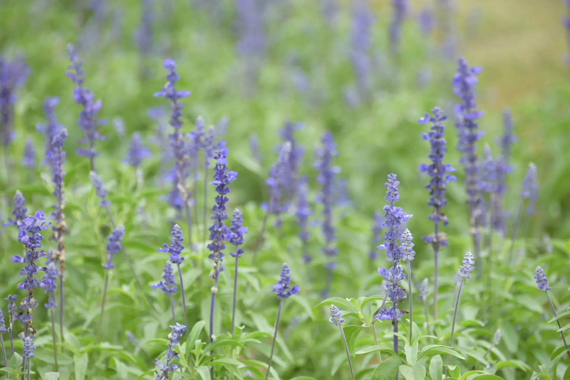 ブルーサルビア