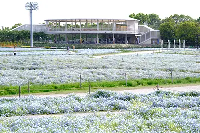 なばなの里のネモフィラ（3）