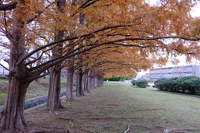 石垣池公園のメタセコイア紅葉（6）