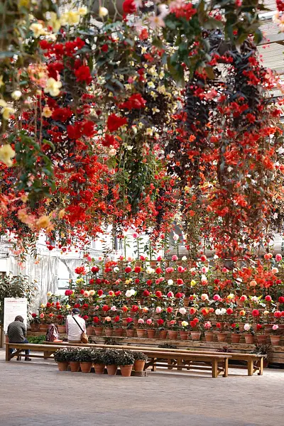 なばなの里ベゴニアガーデン（1）