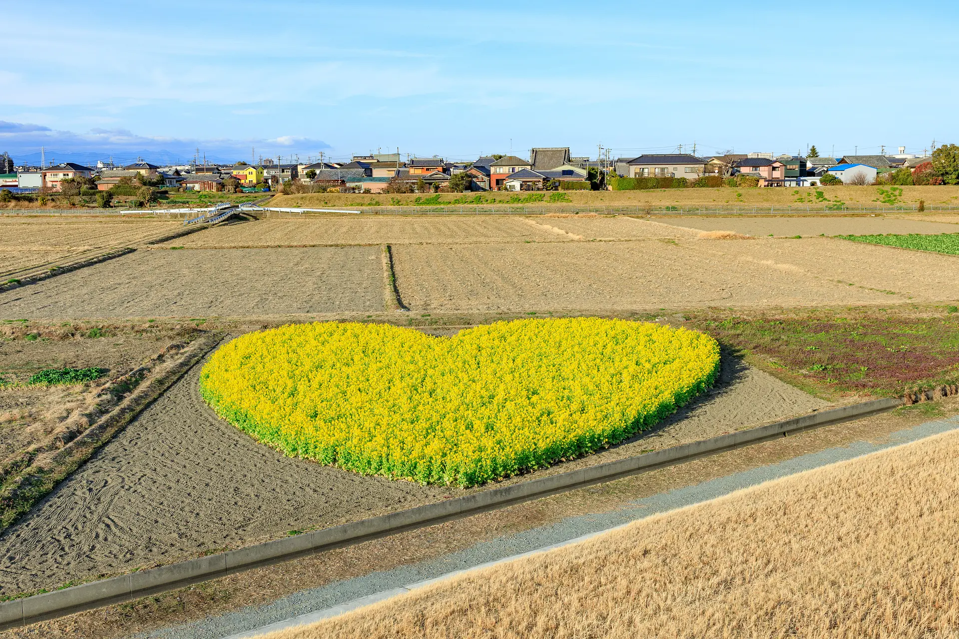 三重県の菜の花畑