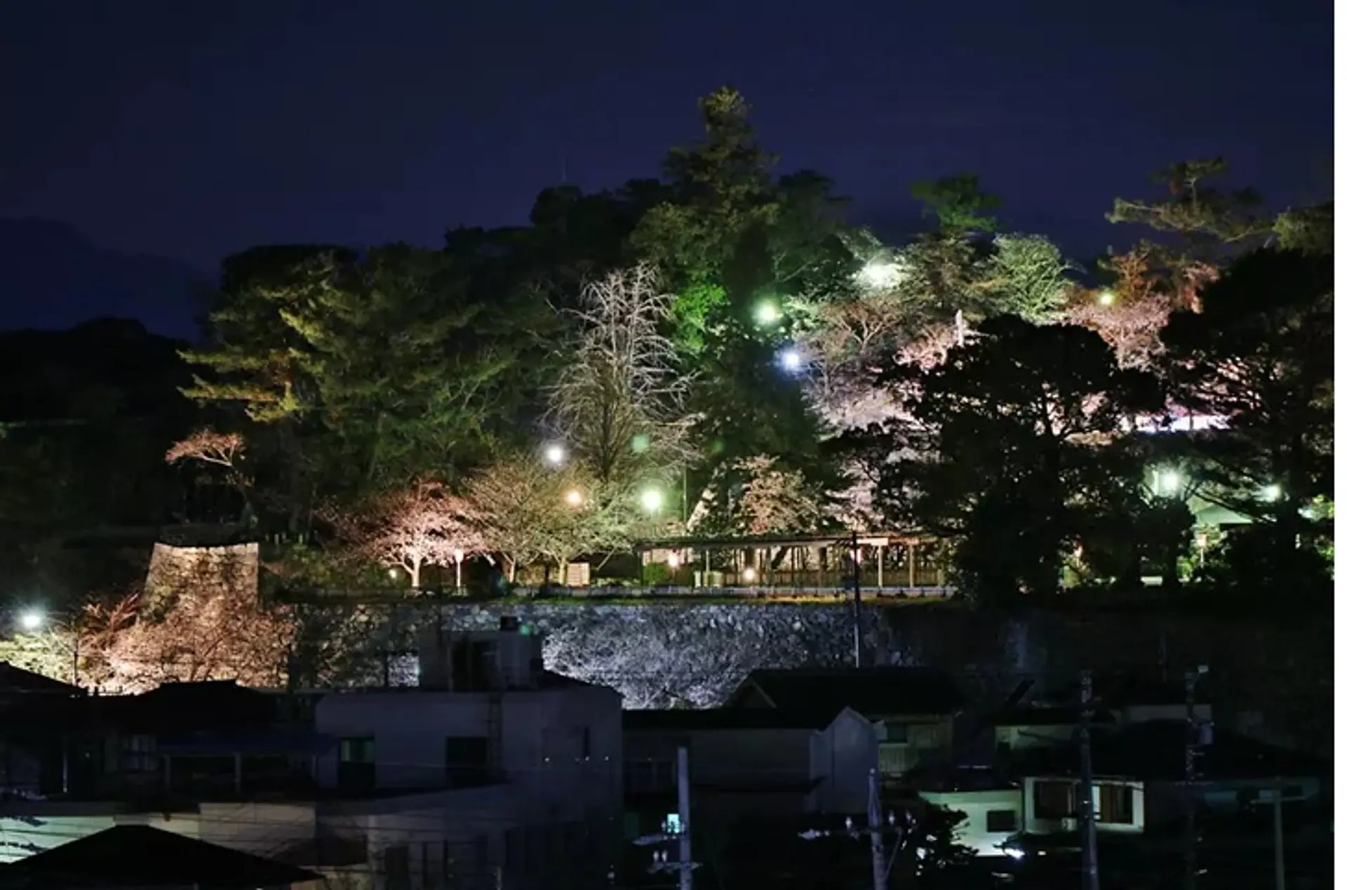 松阪公園（松坂城跡）の桜