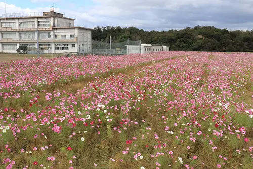 比自岐コスモス(1)