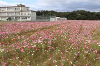 比自岐コスモス(1)