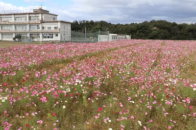 比自岐コスモス(1)