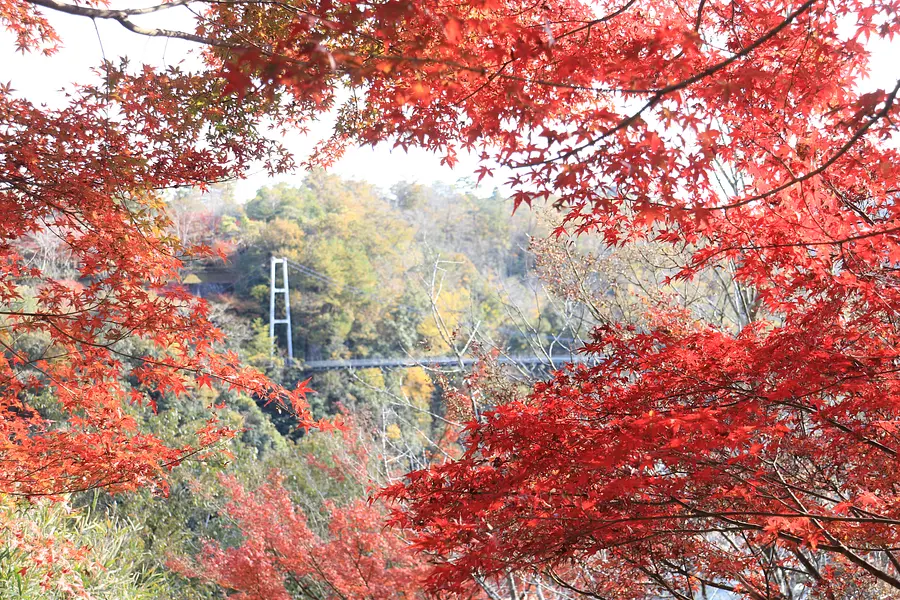 岩倉峡公園の紅葉3