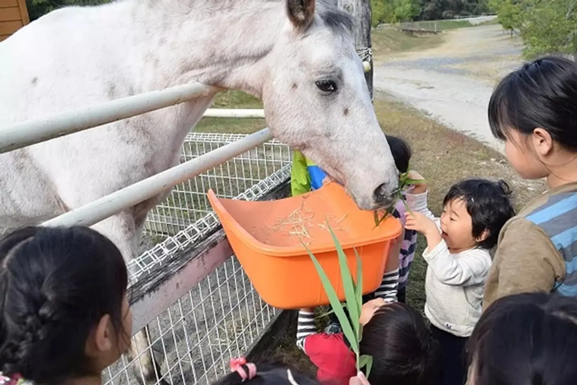 OKオートキャンプ場 馬とのふれあいタイム♪ (伊賀市)