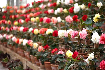 なばなの里ベゴニアガーデン（2）