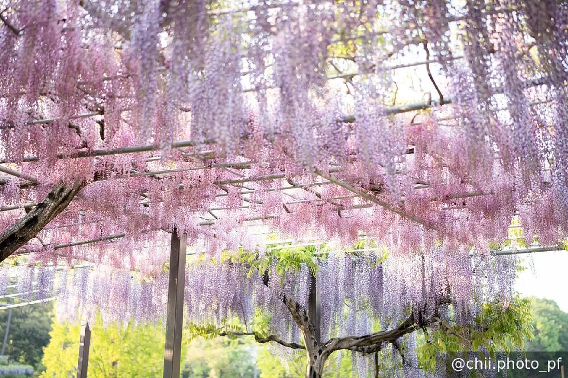 オーロラカーテン